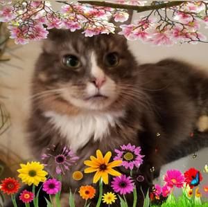 Meet your Posher, Joyce